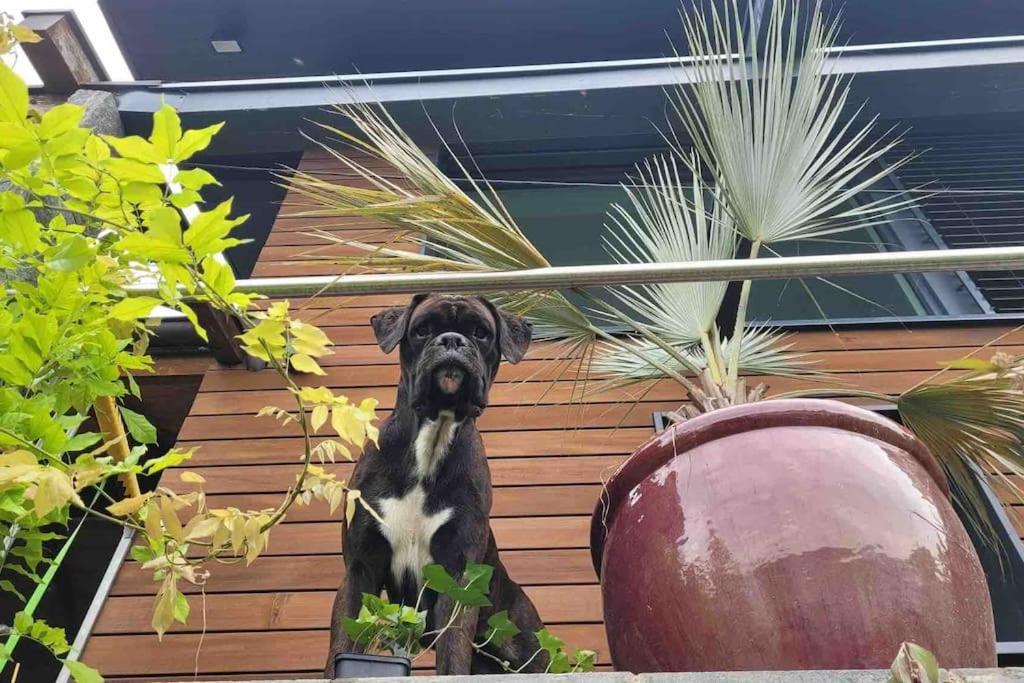 Villa Bootsmann Mit Spektakulaerer Seesicht Nahe Badestrand Vitznau Zewnętrze zdjęcie
